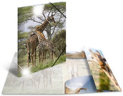 HERMA Eckspannermappe "Giraffe", PP Glossy, DIN A3