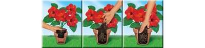 COMPO SANA Qualitäts-Blumenerde, 50 Liter
