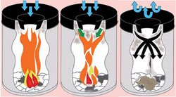 helit Stahl-Papierkorb, mit Flammenlöschkopf, 15 Liter